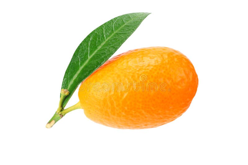 One Cumquat or Kumquat with Leaf Isolated on White Background Stock ...