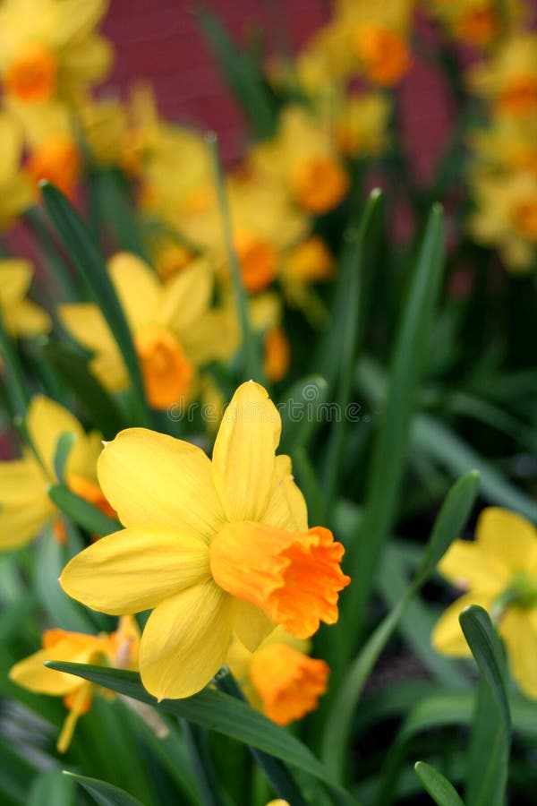One Daffodil among many