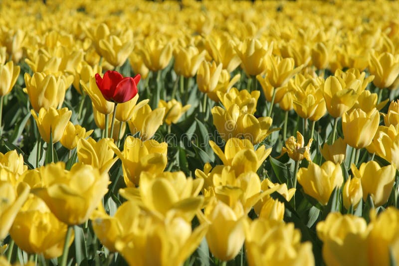 281 Singular Flowers Stock Photos Free & RoyaltyFree Stock Photos