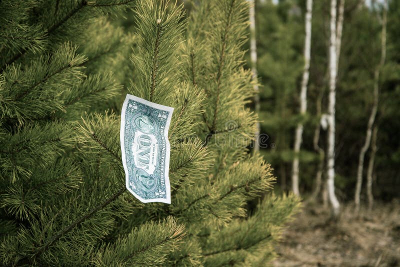 One dollar bills hang on a tree. Concept royalty free stock photos One dollar bills hang on a tree. Concept royalty free stock photos