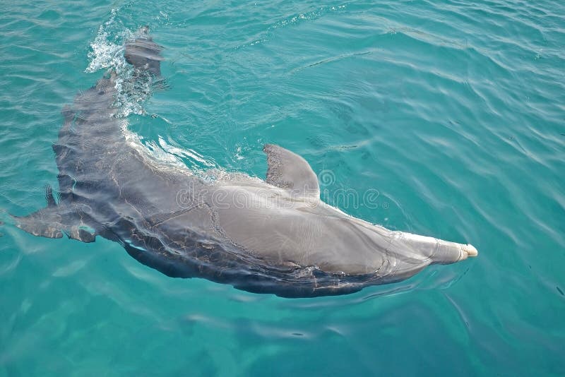399 Save Sea Animals Stock Photos - Free & Royalty-Free Stock Photos from Dreamstime 399 Save Sea Animals Stock Photos - Free & Royalty-Free Stock Photos from Dreamstime