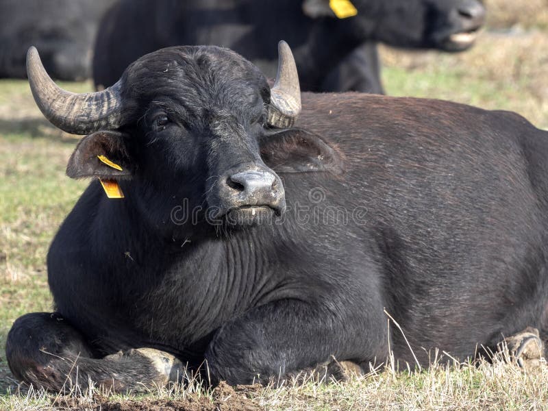 Domestic buffalo in the Hortobagy National Park, Hungary