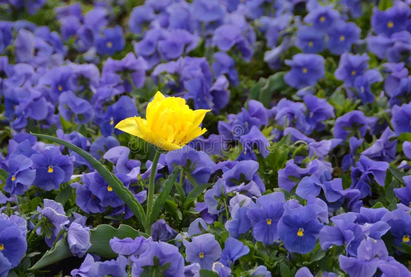 Blue rare tulip stock image. Image of nature, colorful 30944047