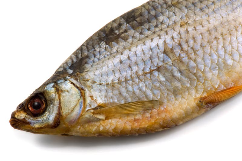 One dried fish royalty free stock images