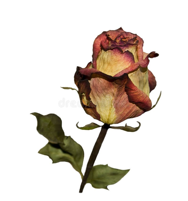One dry roses stock photo. Image of color, holiday, decorative 11988900