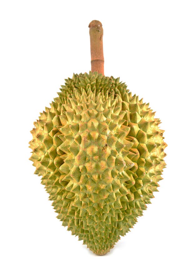 One durian isolated royalty free stock images