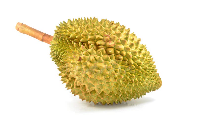 One durian isolated royalty free stock images