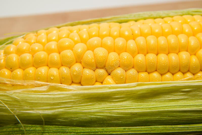 One Ear of Corn Ripe Old Cloth Stock Photo Image of breadstuffs, diet