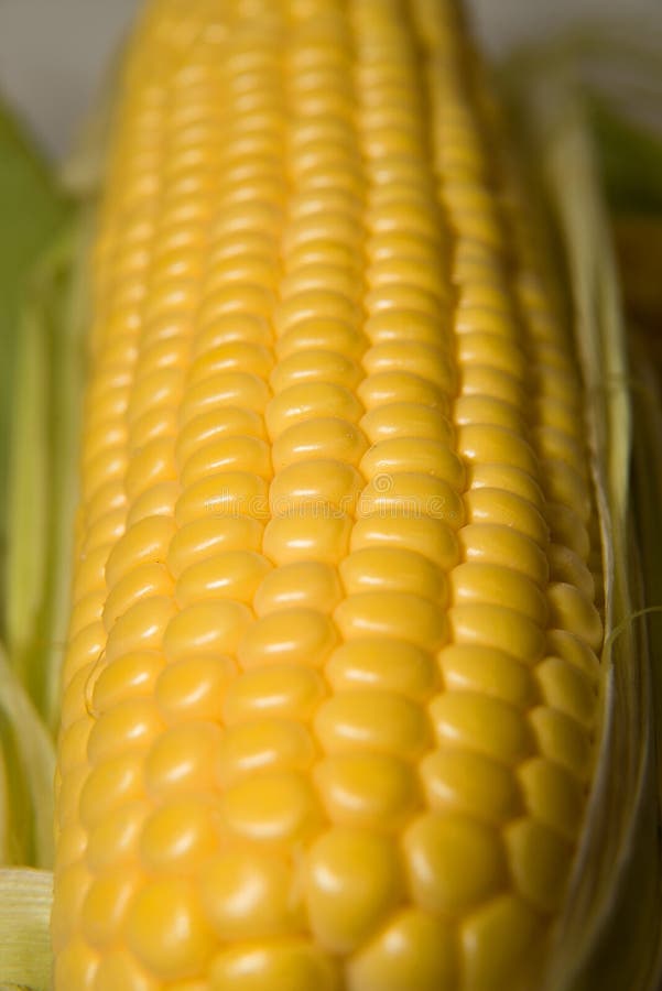 One Ear of Corn Ripe on a Surface Stock Photo Image of market