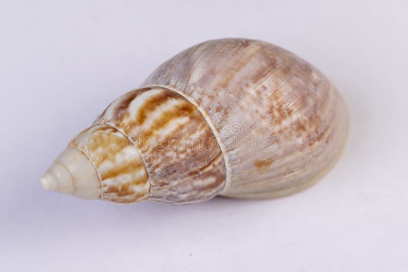 One empty shell of marine mollusks stacked in one pile, dumped royalty free stock images