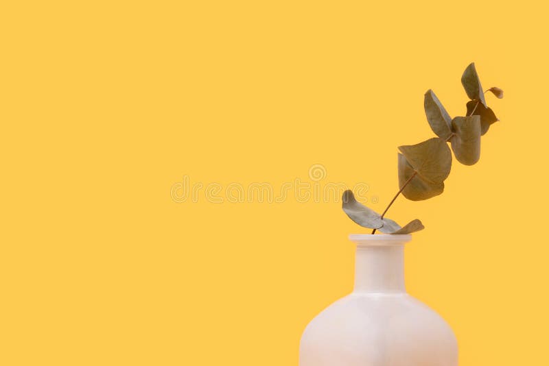 Eucalyptus Flower Branch in Vase in Front of Beige Background. Stock