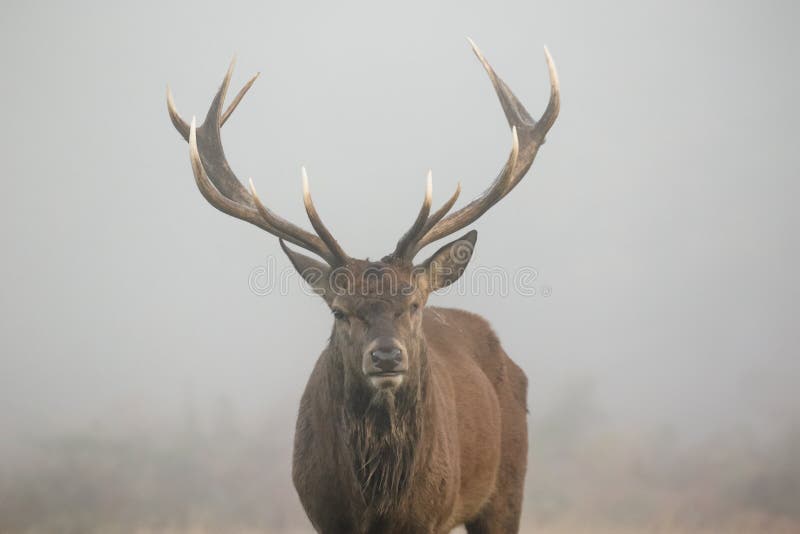 One-eyed Red Deer stag portrait Cervus elaphus head on
