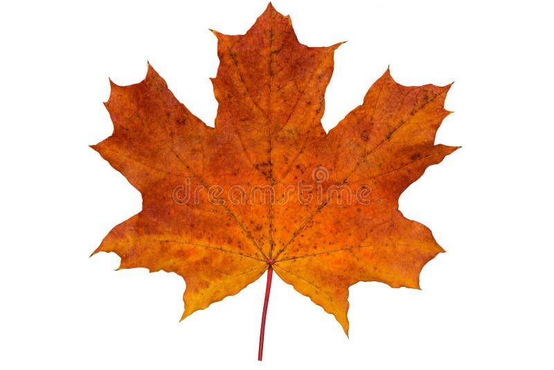 One fallen maple leaf royalty free stock photos