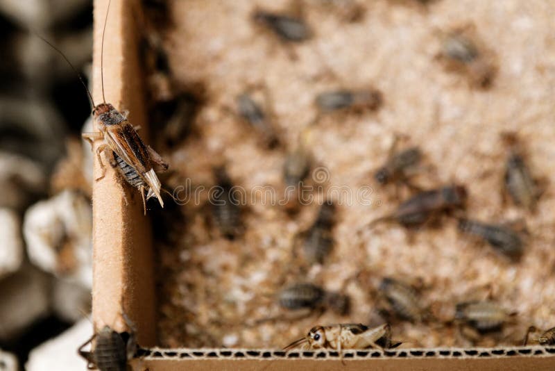 Farm crickets, edible crickets