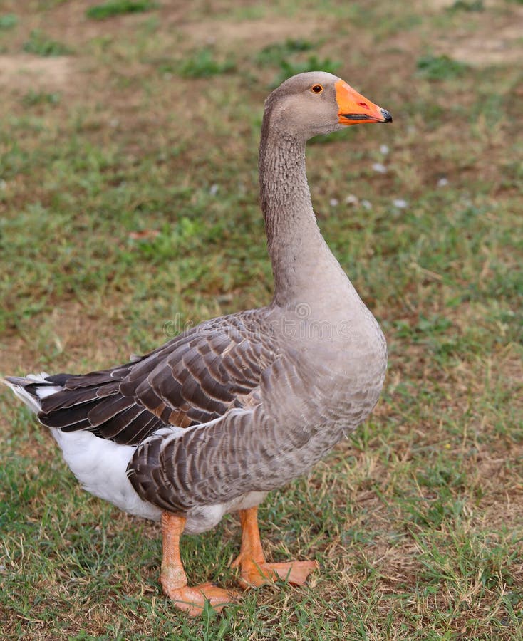 One Fat Greylag Goose in the Animal Farm Stock Photo Image of