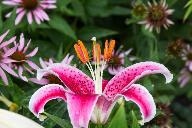 One of the First Stargazer Lilies To Bloom this Year in the Back Garden