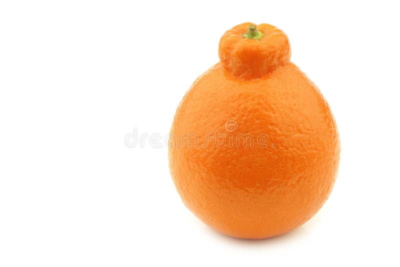 One fresh minneola stock image. Image of tangy, colorful 188336553