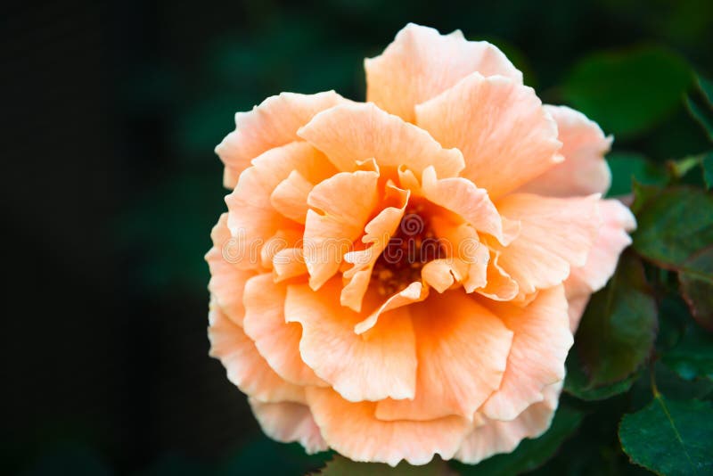 Download One Fresh Orange Rose Flower Stock Photo - Image of leaf, blooming: 109754004