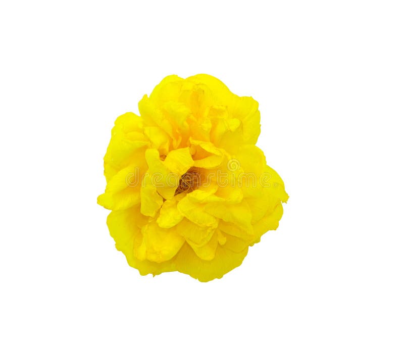 One fresh yellow blooming flower isolated on white with clipping path. soft petal floral multilayer blossom. beauty macro frora po. Llen in natural. No people stock image One fresh yellow blooming flower isolated on white with clipping path. soft petal floral multilayer blossom. beauty macro frora po. Llen in natural. No people stock image