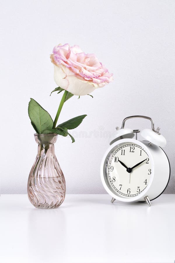 One garden rose flower in a vase and a white clock on a white table against a white wall background