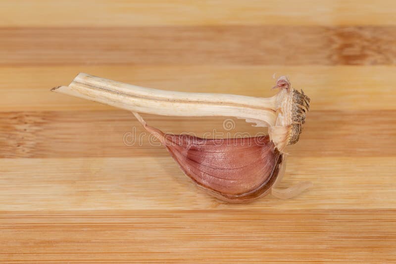 One Garlic Clove on Stem with Root on Wooden Surface Stock Image