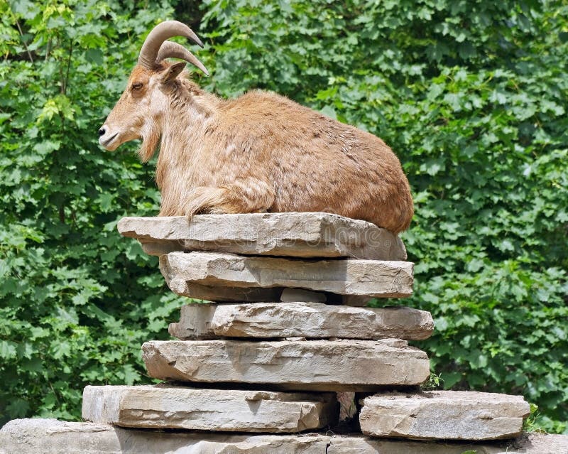 One goat resting on a stack of flat rocks royalty free stock photo