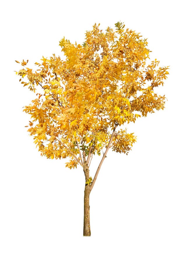 One golden autumn tree isolated on white