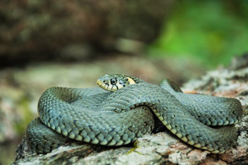 One grass snake on the tree. Gray water snake stock images, royalty-free photos and pictures