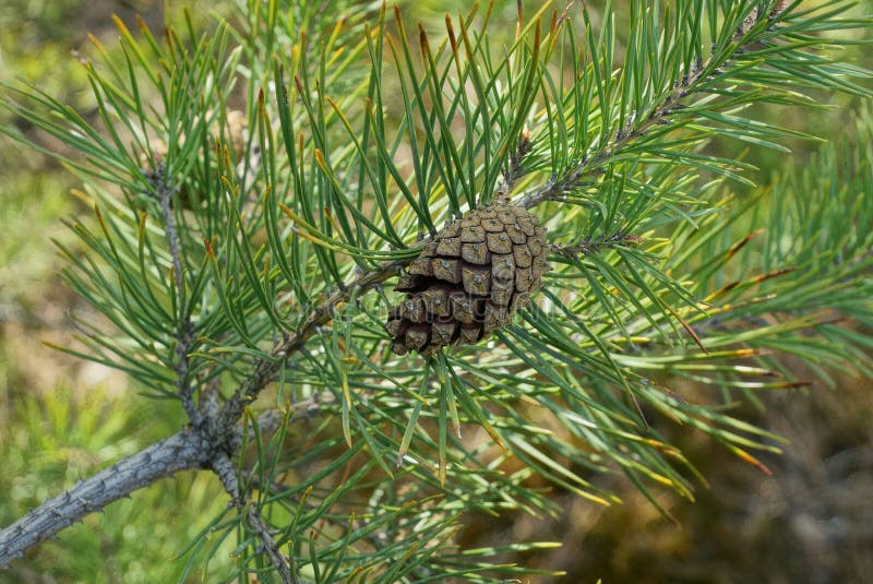 One gray cone on a thin pine branch with green needles stock photo