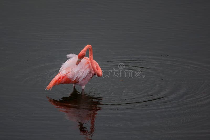 One Greater Flamingo standing in the water with duck