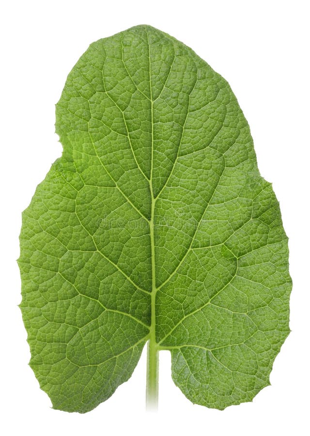 One green leaf