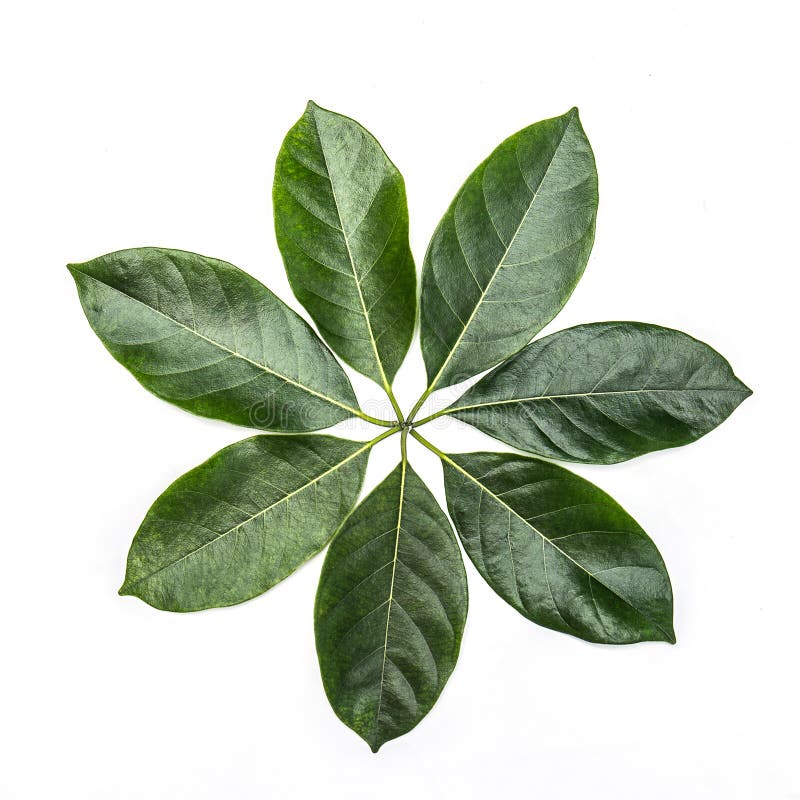 One green leaf of jackfruit tree isolated on white background