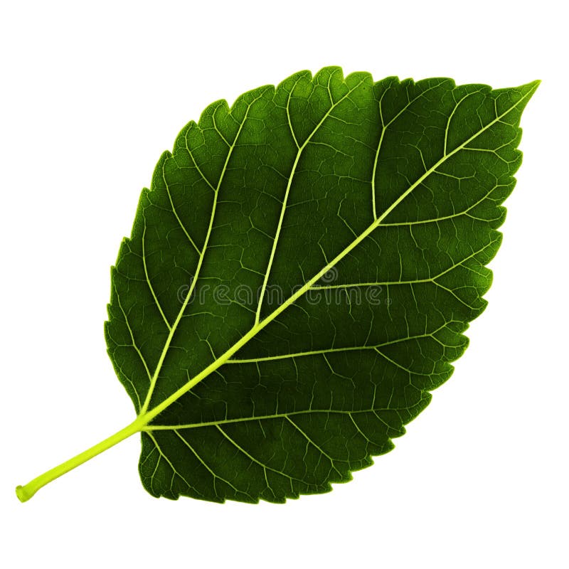 One Green Leaf of Poplar Isolated on the White Background Bottom Side