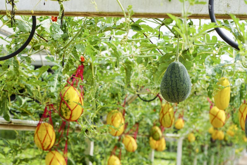 Green Melon and Yellow Melon Stock Photo Image of scene, plant 104902800