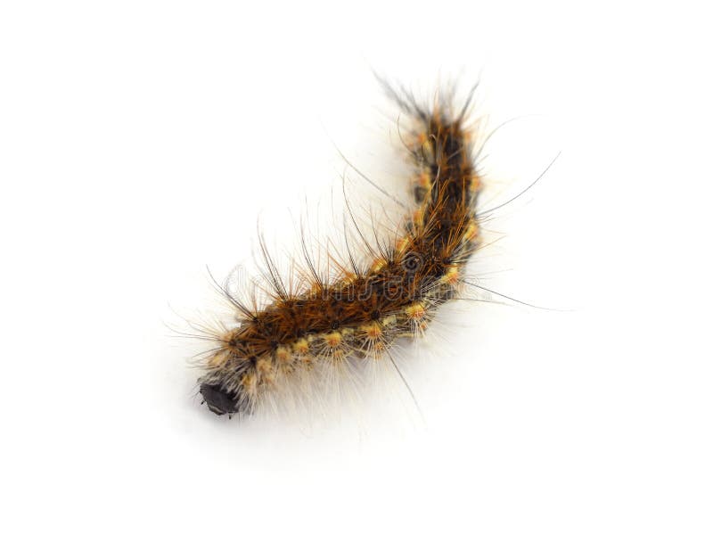 One Hairy Brown Caterpillar Stock Photo Image of worm, springtime