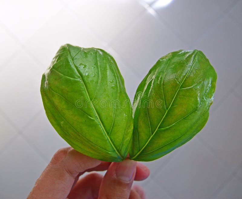 One hand holding two fresh green Basil leaves stock images One hand holding two fresh green Basil leaves stock images