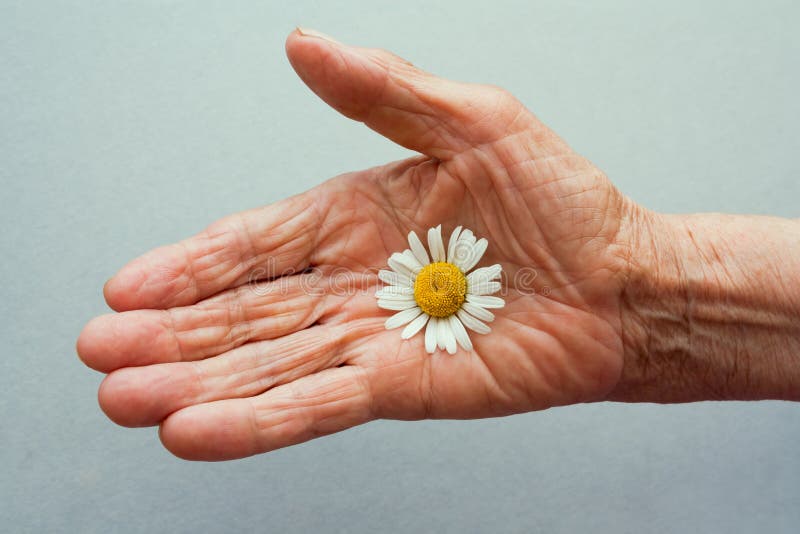 One Hand of an Old Woman Holding Daisy Flower. the Concept of Longevity.  Seniors Day Stock Photo - Image of female, calloused: 222730216