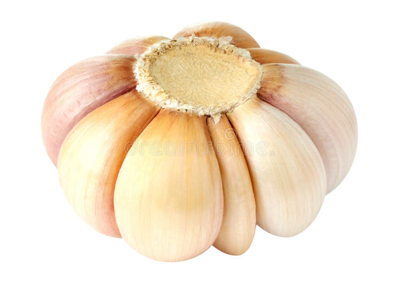 One head of peeled garlic isolated royalty free stock photo