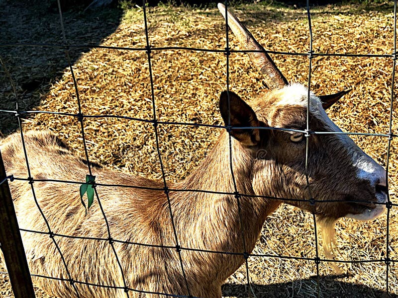 One horn goat stock image. Image of captivity, people 259121471