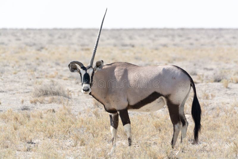 single horned african animals