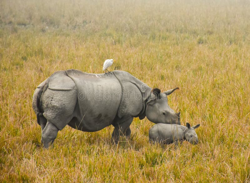 1,141 Kaziranga National Park Stock Photos - Free & Royalty-Free Stock Photos from Dreamstime 1,141 Kaziranga National Park Stock Photos - Free & Royalty-Free Stock Photos from Dreamstime
