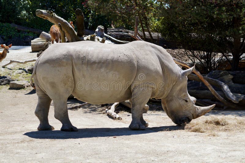 One horned Rhinoceros in Auckland Zoo