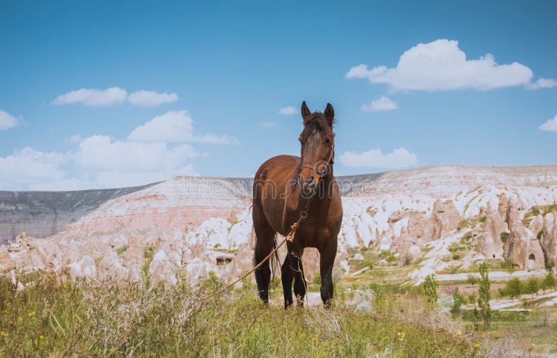 One horse over Cappadocia summer landscape, Turkey