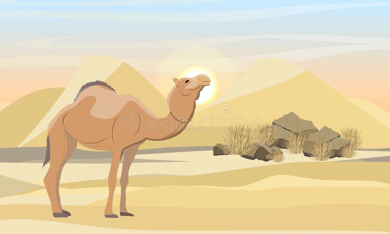 One-humped camel in the desert with dunes, stones and dry grass