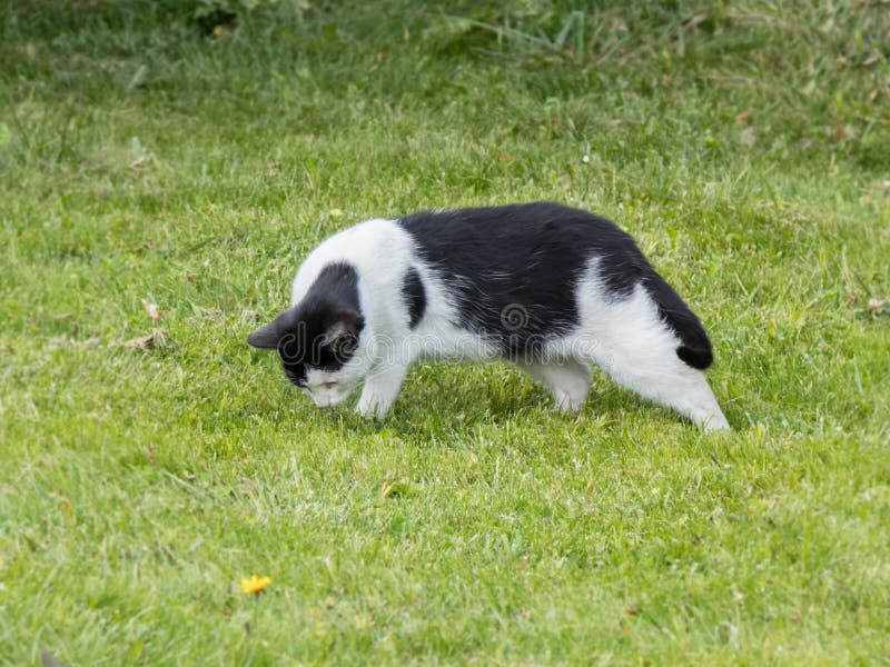 One hungry black and white cat looking for food in green grass stock photography One hungry black and white cat looking for food in green grass stock photography