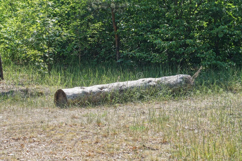 one large gray dry log of a pine tree