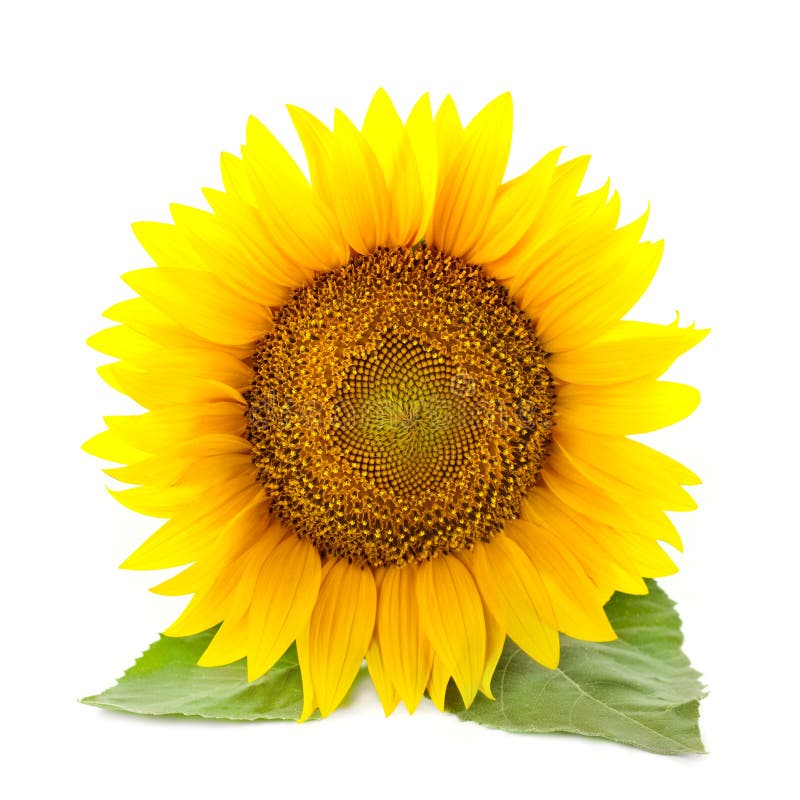 One large Sunflowers with leaves / isolated / white background