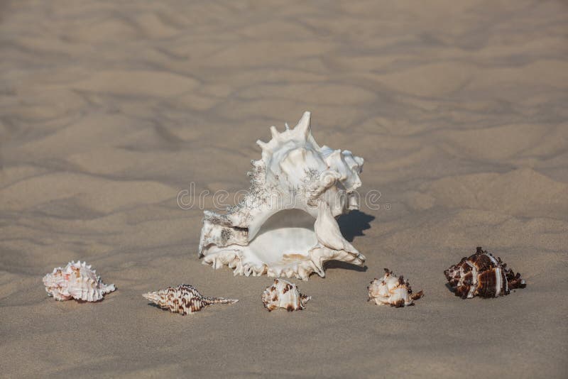 One large, white to black spot and five small, different color shells lying in the sand