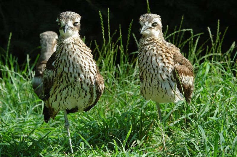 One-legged birds