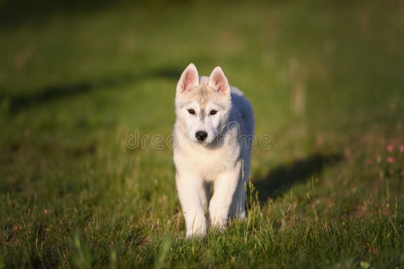 One Little cute puppy of Siberian husky